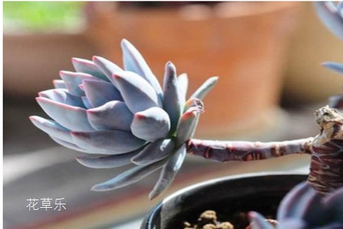看镜头照片国产后进白嫩翘臀在线动漫捕捉瞬间，定格永恒